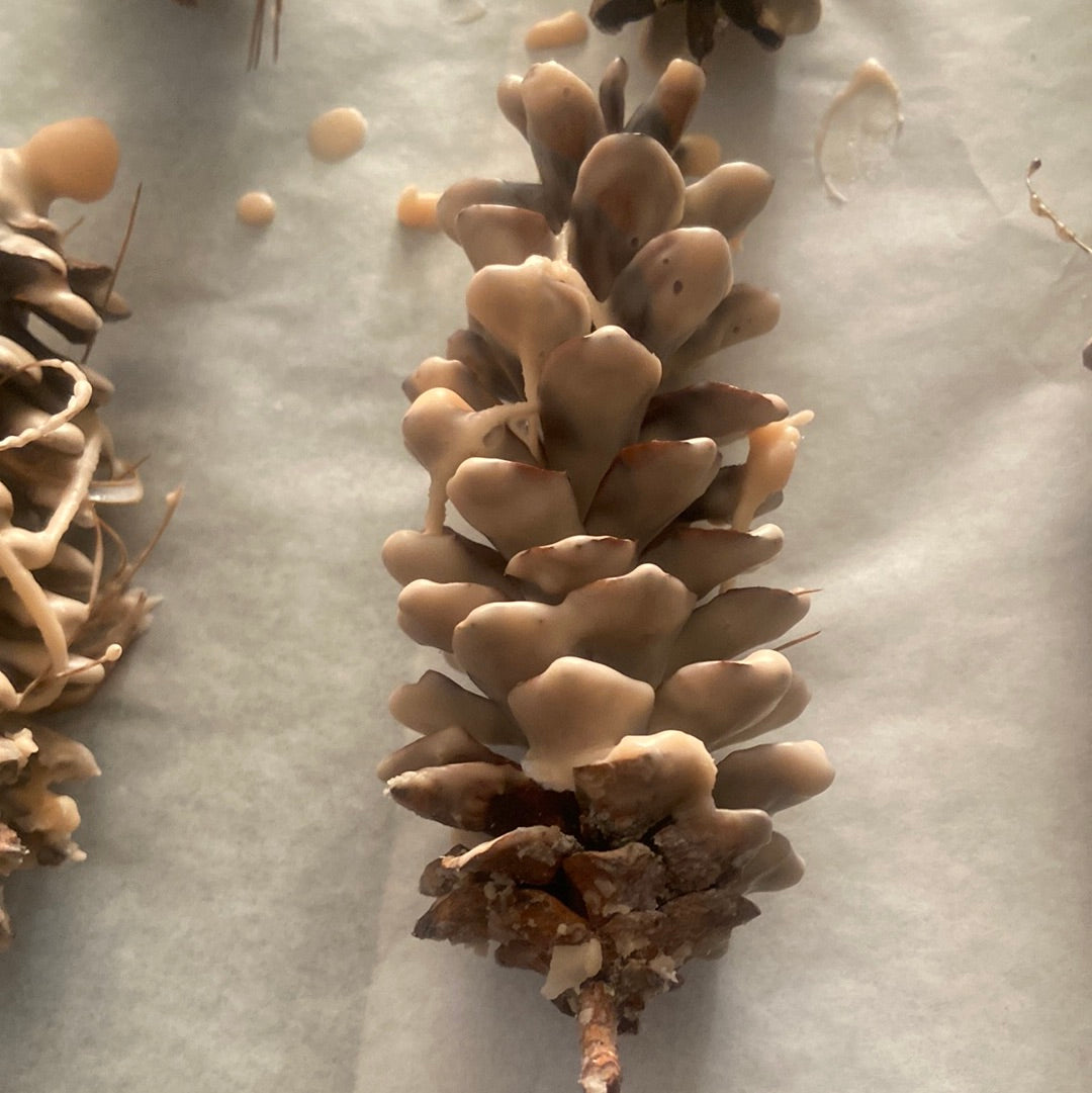 Fire starters (Pine cone) 10 count